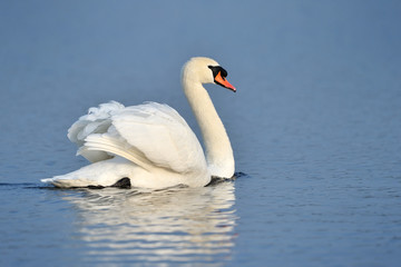 Fototapeta premium Mute swan swimming