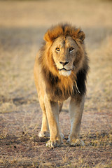 Male Lion standing up front.