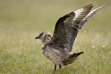 Arctic Skua with wings spread.