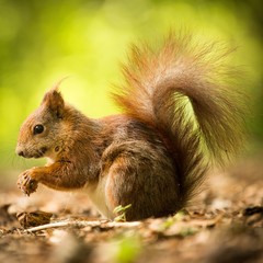 squirrel eats a nut