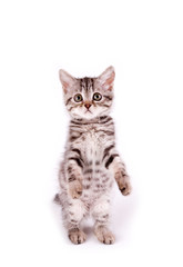 Fototapeta na wymiar Piękny młody kot szkocki