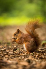 squirrel eats a nut
