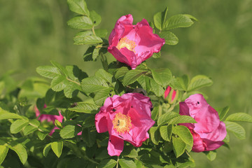 Hagebuttenbl&uuml;ten