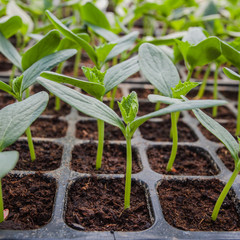 CUCUMBER SEEDLING