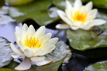 Yellow lotus blossom or water lily flower closeup