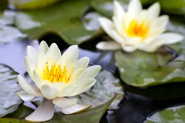 Tissu par mètre Nénuphars Fleur de lotus jaune ou fleur de nénuphar libre