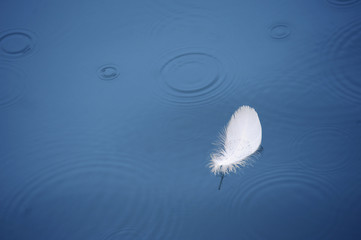 feather