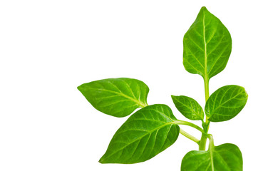 Fototapeta premium plant