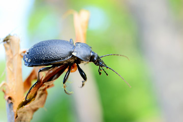 Forest bug