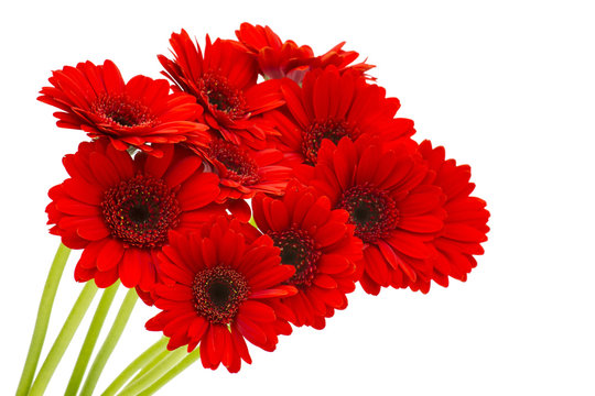 Gerbera Flowers