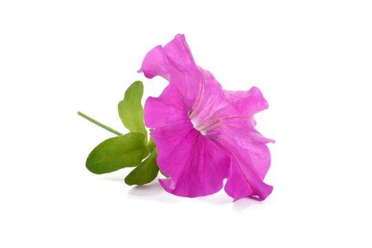 Flower Petunia On White Background