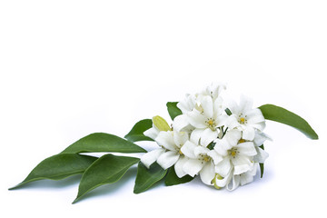 White flowers with green leaves on a white background.
