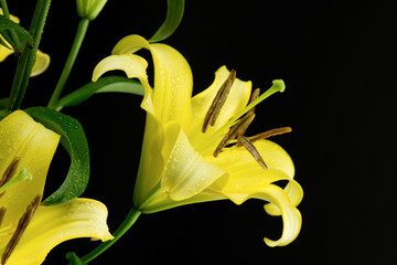 Żółte lilie © CUKMEN
