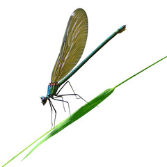 dragonfly sits on a blade of grass