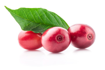 Red coffee beans isolated on white background