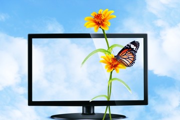 Butterfly and flower on Television