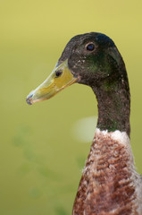 Portrait of a duck