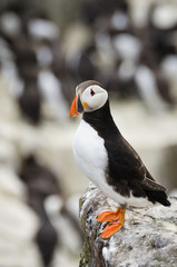 Fototapeta premium Single Puffin