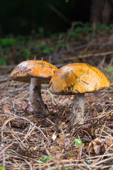 Close-up two red cap scaber stalk mushroom (Leccinum aurantiacum