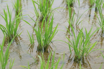 雨の日の水田の稲
