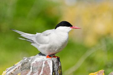 Arctic Tern perched on rock