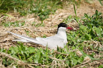 Arctic Tern on nest