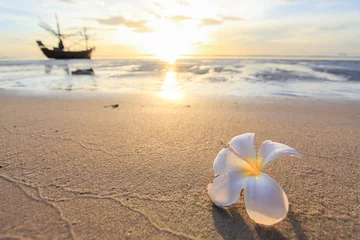 Foto op Plexiglas de mooie bloemen op strandachtergrond © notgade