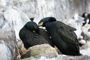 Common Shags preening
