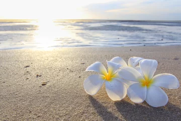 Foto op Plexiglas Frangipani de prachtige bloemen op strand achtergrond.JPG
