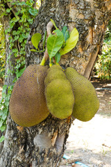 jack fruit on tree