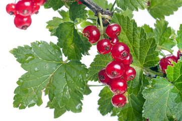 Red currant with green leaves close up