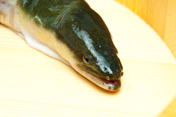 天然のうなぎ