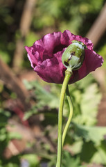 Opium Poppy or Papaver somniferum