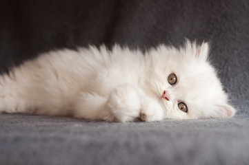 Adorable white Persian kitten