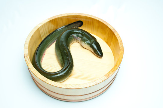 86 704 件の最適な 鰻 画像 ストック写真 ベクター Adobe Stock