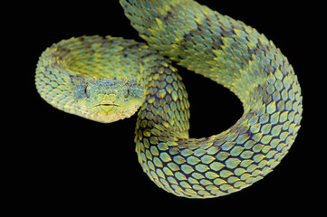 Tree viper / Atheris squamigera