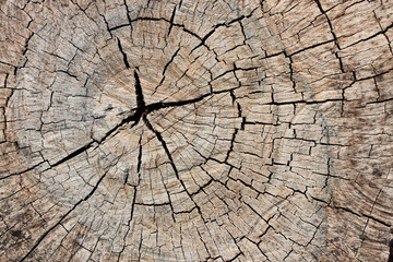 Fototapeta premium wood texture