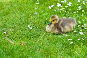 Gänseküken der Kanadagans sitzt auf Wiese mit Gänseblümchen, Lüneburger Heide, Niedersachsen, Deutschland, Europa