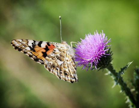 Painted Lady (Vanessa Cardui) On Lila Flower