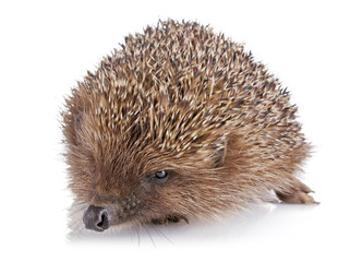 serious adult hedgehog