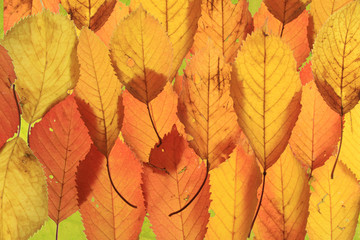 Naklejka na ściany i meble Jesienią kolorowe liście