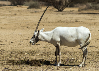 Antelope Oryx in Israeli nature reserve near Eilat