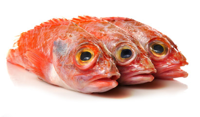 Pescado fresco sobre fondo blanco.