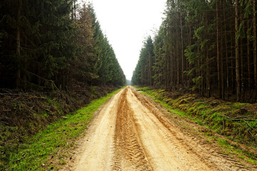 Obraz premium dirt road in the forest