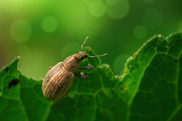 Bug on a leaf