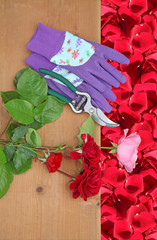 rose cueillies gants et s&eacute;cateur sur fond de p&eacute;tales