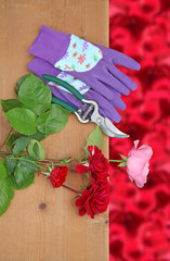 rose cueillies gants et sécateur sur fond de pétales
