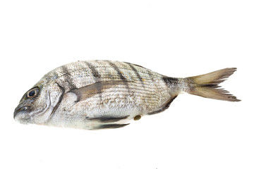 Raw Tilapia