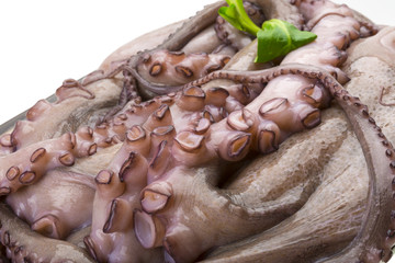 Raw large octopus