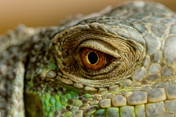 green iguana eye
